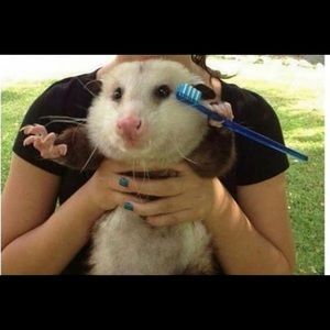 Meet your Posher, Francis